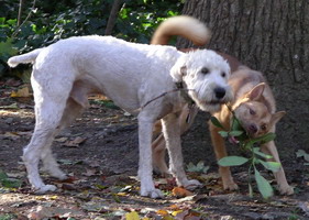 Jimmy and Lucy chewing on a twig 11-2003